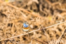 Blaukehlchen (Luscinia svecica cyanecula) in De Groote Peel