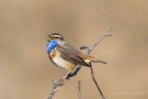 Blaukehlchen (Luscinia svecica cyanecula) in De Groote Peel