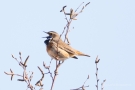 Blaukehlchen (Luscinia svecica cyanecula) in De Groote Peel