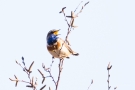 Blaukehlchen (Luscinia svecica cyanecula) in De Groote Peel