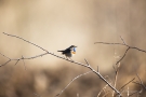 Blaukehlchen (Luscinia svecica cyanecula) in De Groote Peel