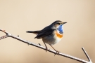 Blaukehlchen (Luscinia svecica cyanecula) in De Groote Peel