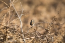 Blaukehlchen (Luscinia svecica cyanecula) in De Groote Peel