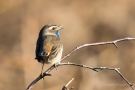 Blaukehlchen (Luscinia svecica cyanecula) in De Groote Peel