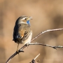 Blaukehlchen (Luscinia svecica cyanecula) in De Groote Peel