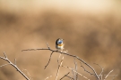 Blaukehlchen (Luscinia svecica cyanecula) in De Groote Peel