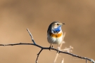 Blaukehlchen (Luscinia svecica cyanecula) in De Groote Peel