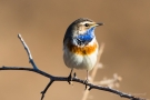 Blaukehlchen (Luscinia svecica cyanecula) in De Groote Peel