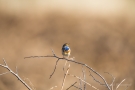 Blaukehlchen (Luscinia svecica cyanecula) in De Groote Peel