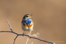 Blaukehlchen (Luscinia svecica cyanecula) in De Groote Peel