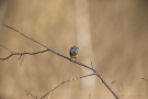 Blaukehlchen (Luscinia svecica cyanecula) in De Groote Peel