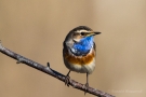 Blaukehlchen (Luscinia svecica cyanecula) in De Groote Peel