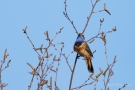 Blaukehlchen (Luscinia svecica cyanecula) in De Groote Peel