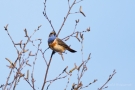 Blaukehlchen (Luscinia svecica cyanecula) in De Groote Peel