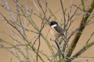 Schwarzkehlchen (Saxicola rubicola) Zwillbrocker Venn