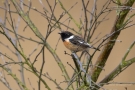 Schwarzkehlchen (Saxicola rubicola) Zwillbrocker Venn