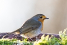 Rotkehlchen (Erithacus rubecula)