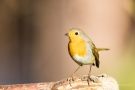 Rotkehlchen (Erithacus rubecula)