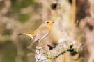 Rotkehlchen (Erithacus rubecula)