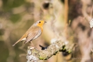 Rotkehlchen (Erithacus rubecula)