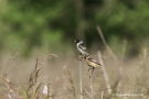 Schwarzkehlchen-Pärchen (Saxicola rubicola)