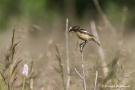 Schwarzkehlchen (Saxicola rubicola) mit Futter für den Nachwuchs