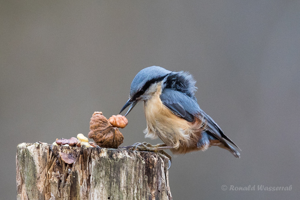 Kleiber (Sitta europaea) mit Walnuss