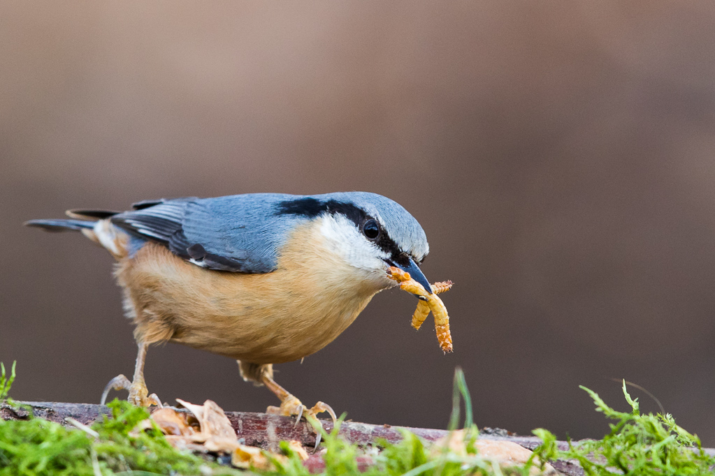 Kleiber (Sitta europaea) mit Mehlwürmern