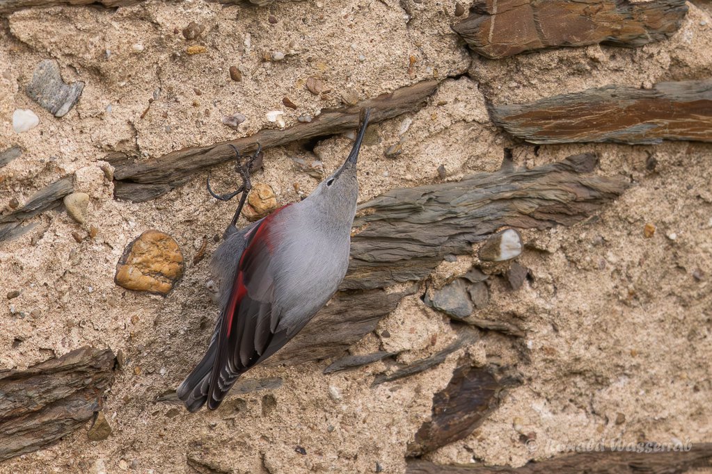 Mauerläufer (Tichodroma muraria)