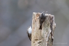 Gartenbaumläufer (Certhia brachydactyla)