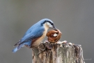 Kleiber (Sitta europaea) mit Walnuss