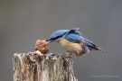 Kleiber (Sitta europaea) mit Walnuss