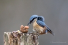 Kleiber (Sitta europaea) mit Walnuss