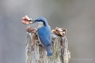 Kleiber (Sitta europaea) mit Walnuss