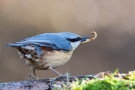 Kleiber (Sitta europaea) mit Mehlwürmern