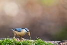 Kleiber (Sitta europaea) mit Mehlwürmern