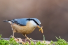 Kleiber (Sitta europaea) mit Mehlwürmern