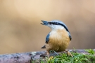 Kleiber (Sitta europaea) mit Nuss