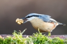 Kleiber (Sitta europaea) mit Walnuss