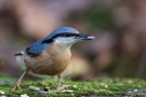 Kleiber (Sitta europaea) mit Sonnenblumenkernen