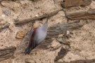 Mauerläufer (Tichodroma muraria)