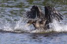 Badender Kormoran (Phalacrocorax carbo)