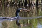 Kormoran (Phalacrocorax carbo) mit Fisch