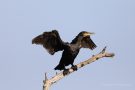 Kormoran (Phalacrocorax carbo)