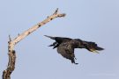 Kormoran (Phalacrocorax carbo)