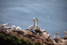 Basstölpel (Morus bassanus) Helgoland