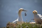 Basstölpel (Morus bassanus) Helgoland