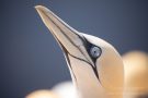 Basstölpel (Morus bassanus) Helgoland