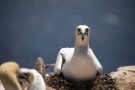 Brütender Basstölpel (Morus bassanus) Helgoland