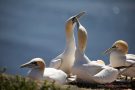 Basstölpel (Morus bassanus) Helgoland